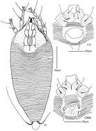 Image of Acaphyllisa