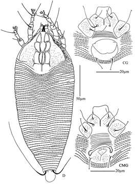 Image of Acaphyllisa