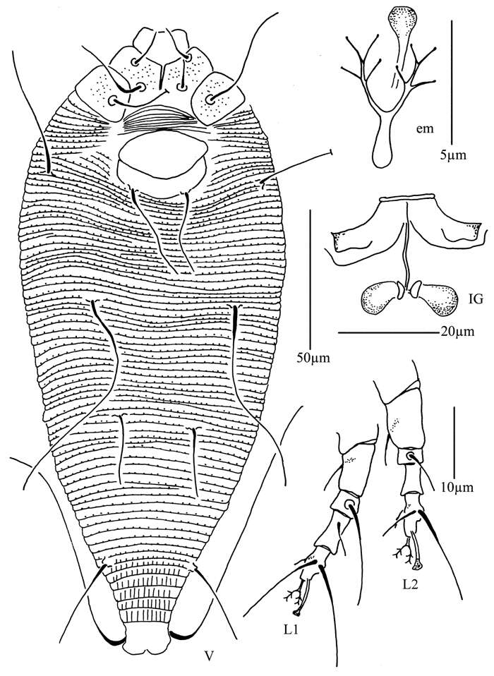 Image of Acaphyllisa