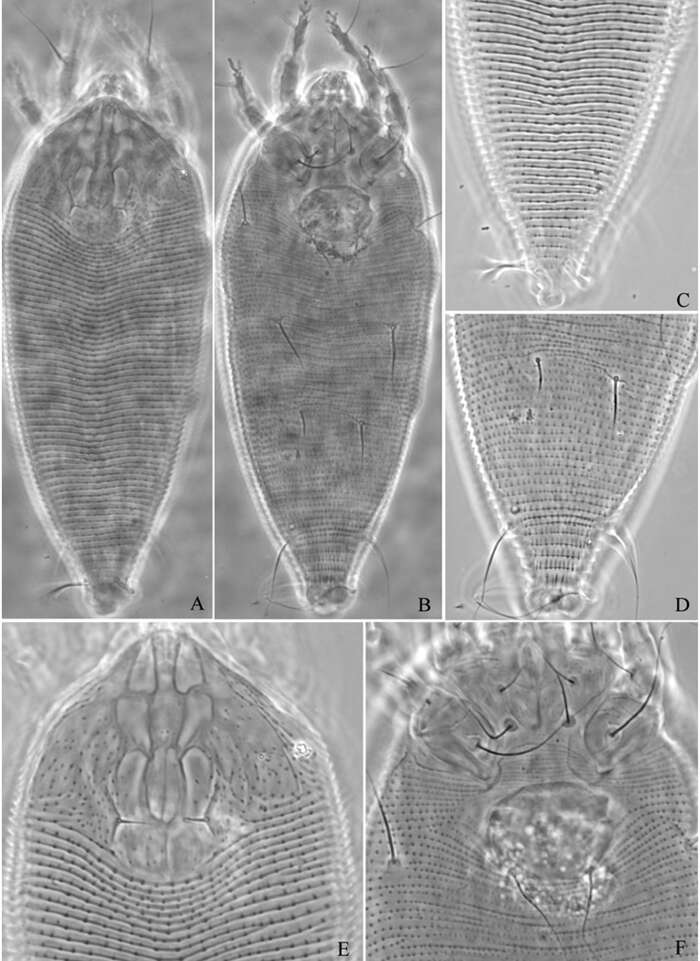 Image of Acaphyllisa