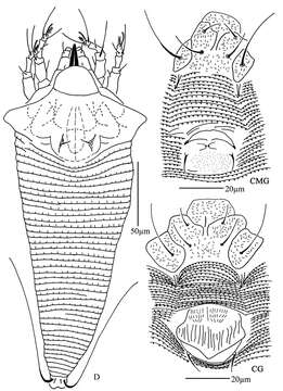 Image of Proiectus