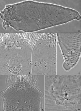 Image of Proiectus