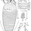 Sivun Phyllocoptes beishaniensis Li, Xue & Hong 2012 kuva