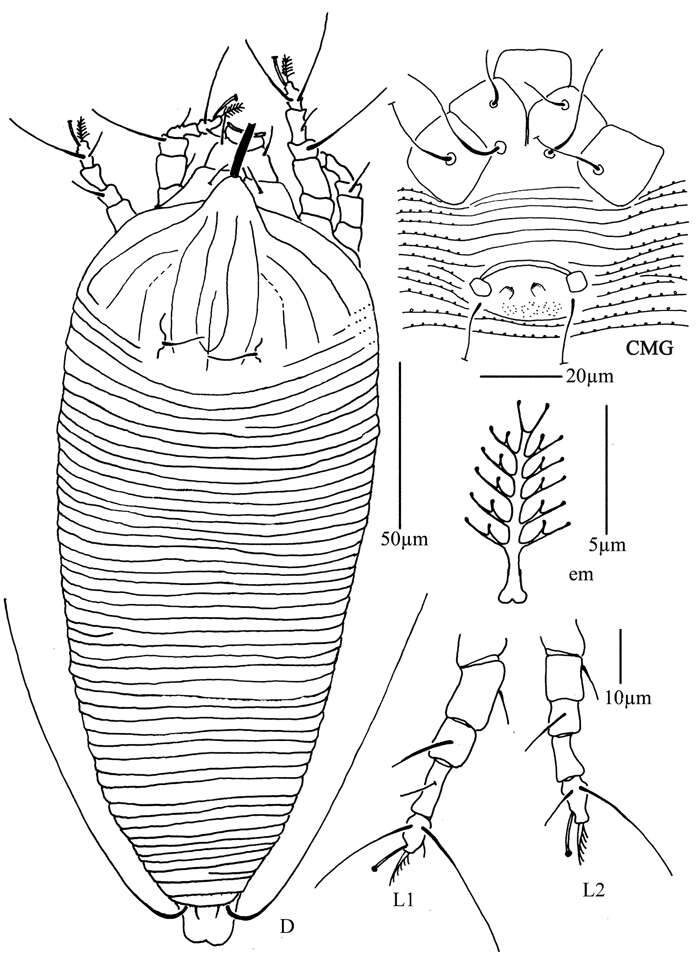 Image of Phyllocoptes