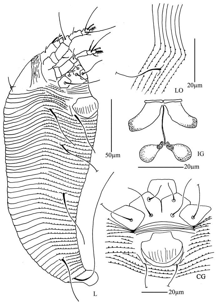 Image of Phyllocoptes