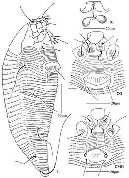 Image of Tetra pyriana Li, Xue & Hong 2012