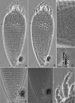 Image of Tetra pyriana Li, Xue & Hong 2012