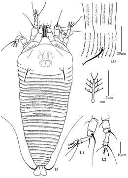 Image of <i>Tetra simonia</i>