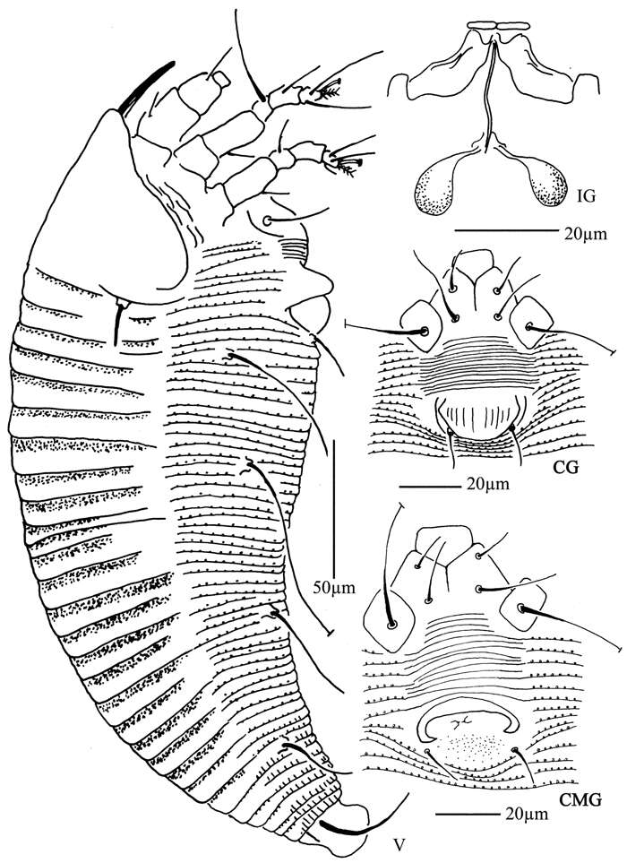 Plancia ëd <i>Tetra simonia</i>