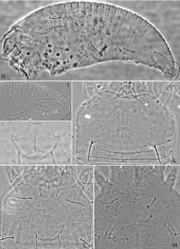 Plancia ëd <i>Tetra simonia</i>