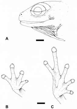 Image of Diasporus Hedges, Duellman & Heinicke 2008