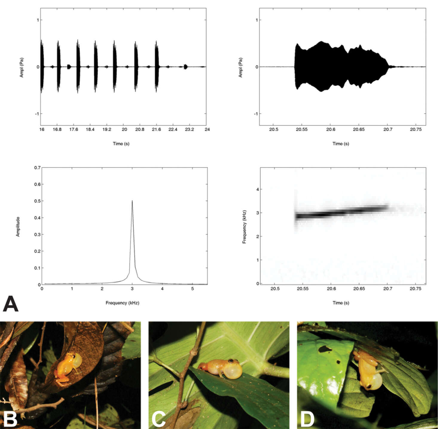 Image of Diasporus Hedges, Duellman & Heinicke 2008