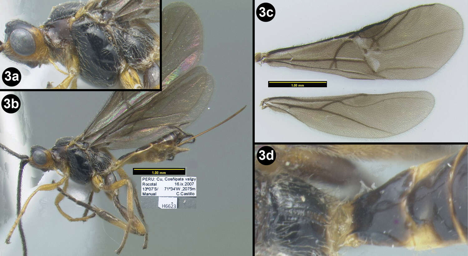 Image of Sesioctonus bina Sulca & Sharkey