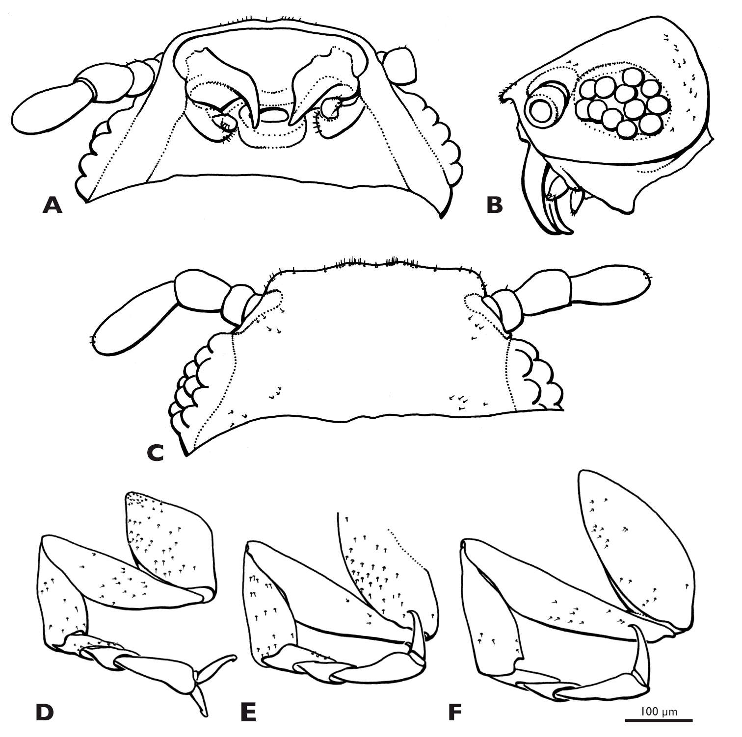 Image of Mengenillidae