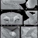 Image of Mengenilla moldrzyki Pohl, Niehuis, Gloyna, Misof & Beutel 2012