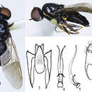 Image of Oxycera ningxiaensis Zai-Hua, Jin-Yong & Mao-Fa 2012