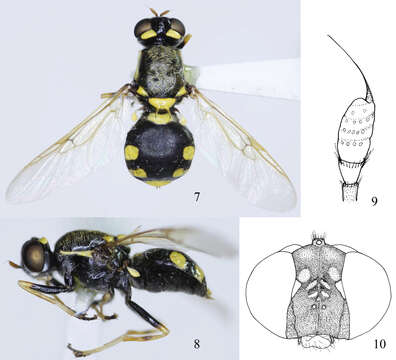 Image of Oxycera rozkosnyi Zai-Hua, Jin-Yong & Mao-Fa 2012