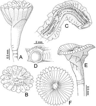 Serpulidae resmi