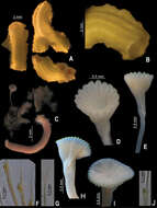 Image of calcareous tubeworms