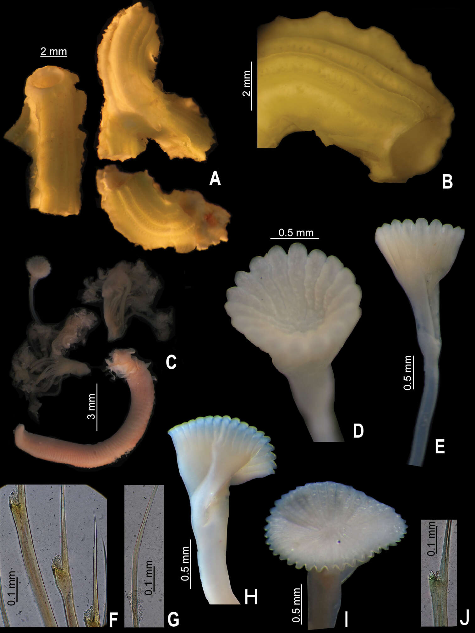 Image of calcareous tubeworms