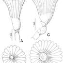 Image of Serpula vossae Bastida-Zavala 2012