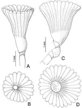 Serpula vossae Bastida-Zavala 2012的圖片