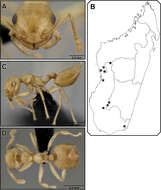 Imagem de <i>Crematogaster telolafy</i>