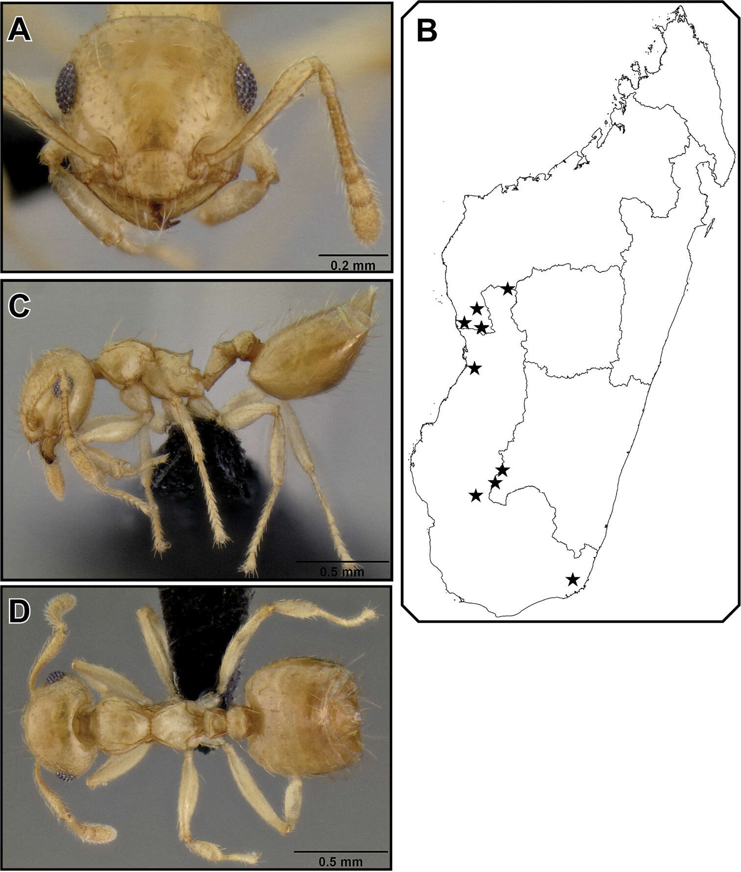 Image of <i>Crematogaster telolafy</i>