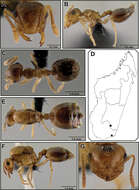 Imagem de <i>Crematogaster razana</i>