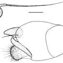 Image of Chrysotimus hubeiensis Wang, Chen & Yang