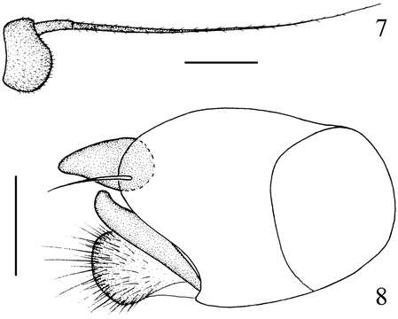 Chrysotimus hubeiensis Wang, Chen & Yang的圖片