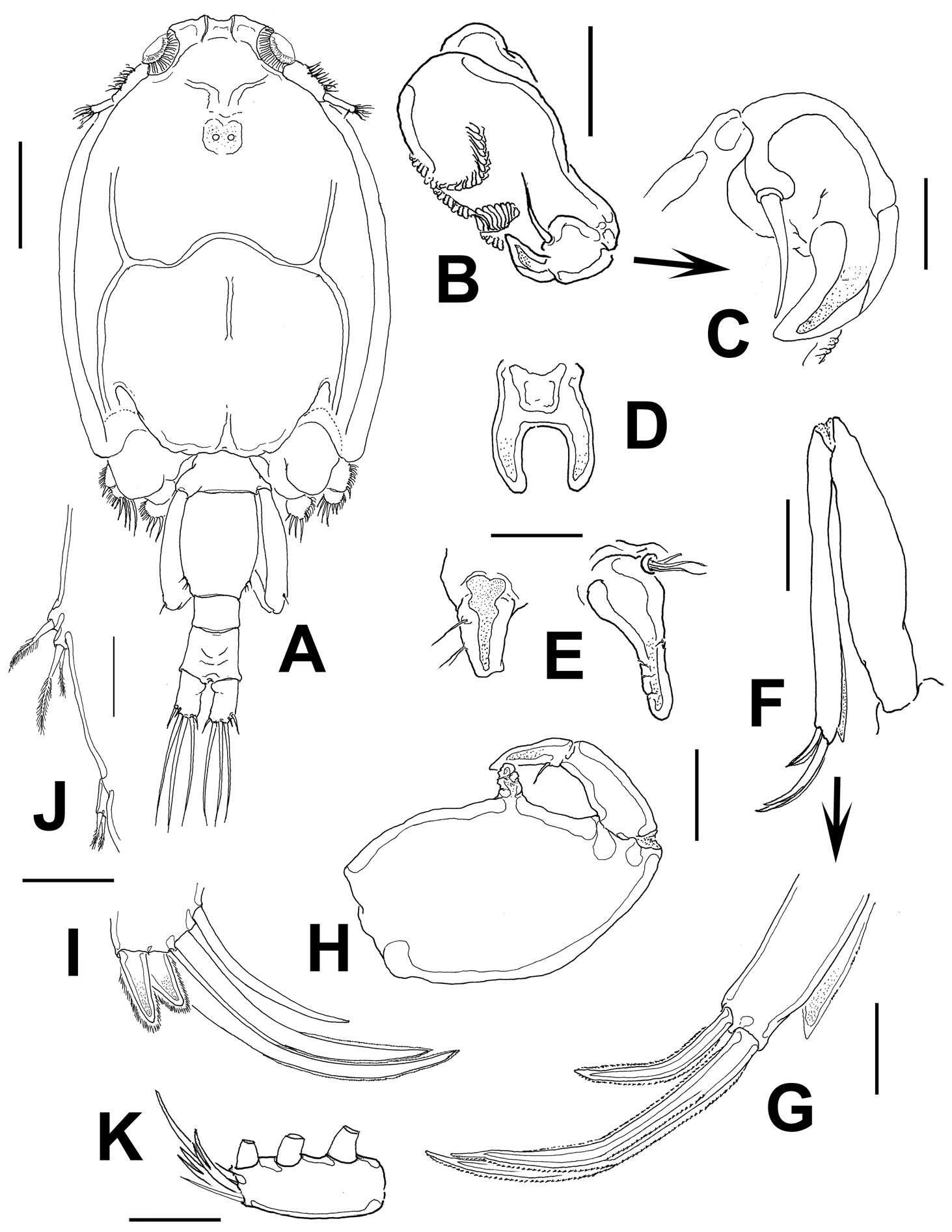 Image of Hexanauplia