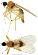Image of Elaphropeza flaviscutum Wang, Zhang & Yang 2012