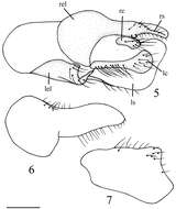 Image of Elaphropeza flaviscutum Wang, Zhang & Yang 2012