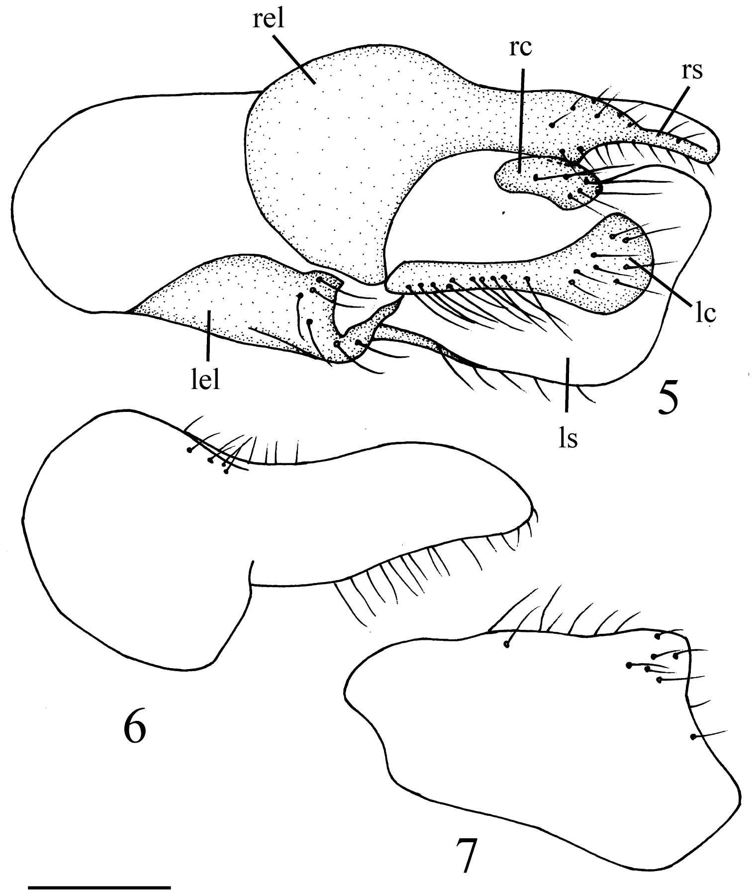 Image of Elaphropeza flaviscutum Wang, Zhang & Yang 2012