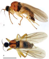 Image of Elaphropeza trimacula Wang, Zhang & Yang 2012