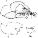 Image of Elaphropeza trimacula Wang, Zhang & Yang 2012