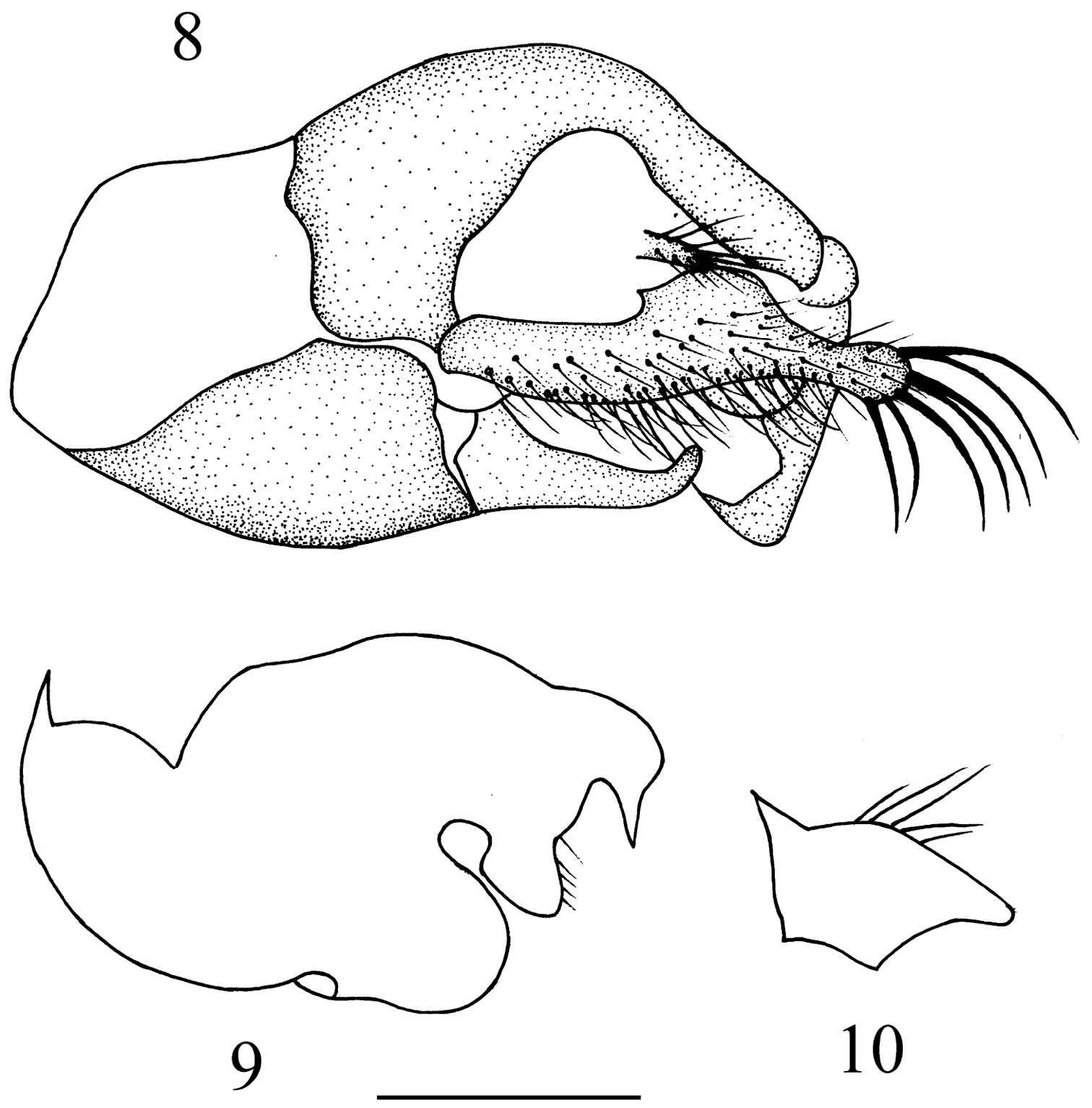 Image of Elaphropeza trimacula Wang, Zhang & Yang 2012