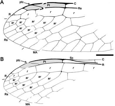 Image of Baissopteridae