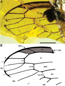 Image of Styporaphidia