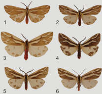 Image of Eospilarctia maciai Saldaitis, Ivinskis, Witt & Pekarsky 2012