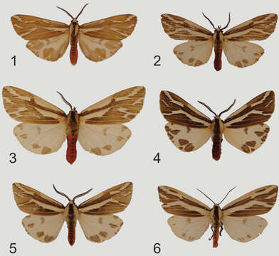 Image of Eospilarctia maciai Saldaitis, Ivinskis, Witt & Pekarsky 2012