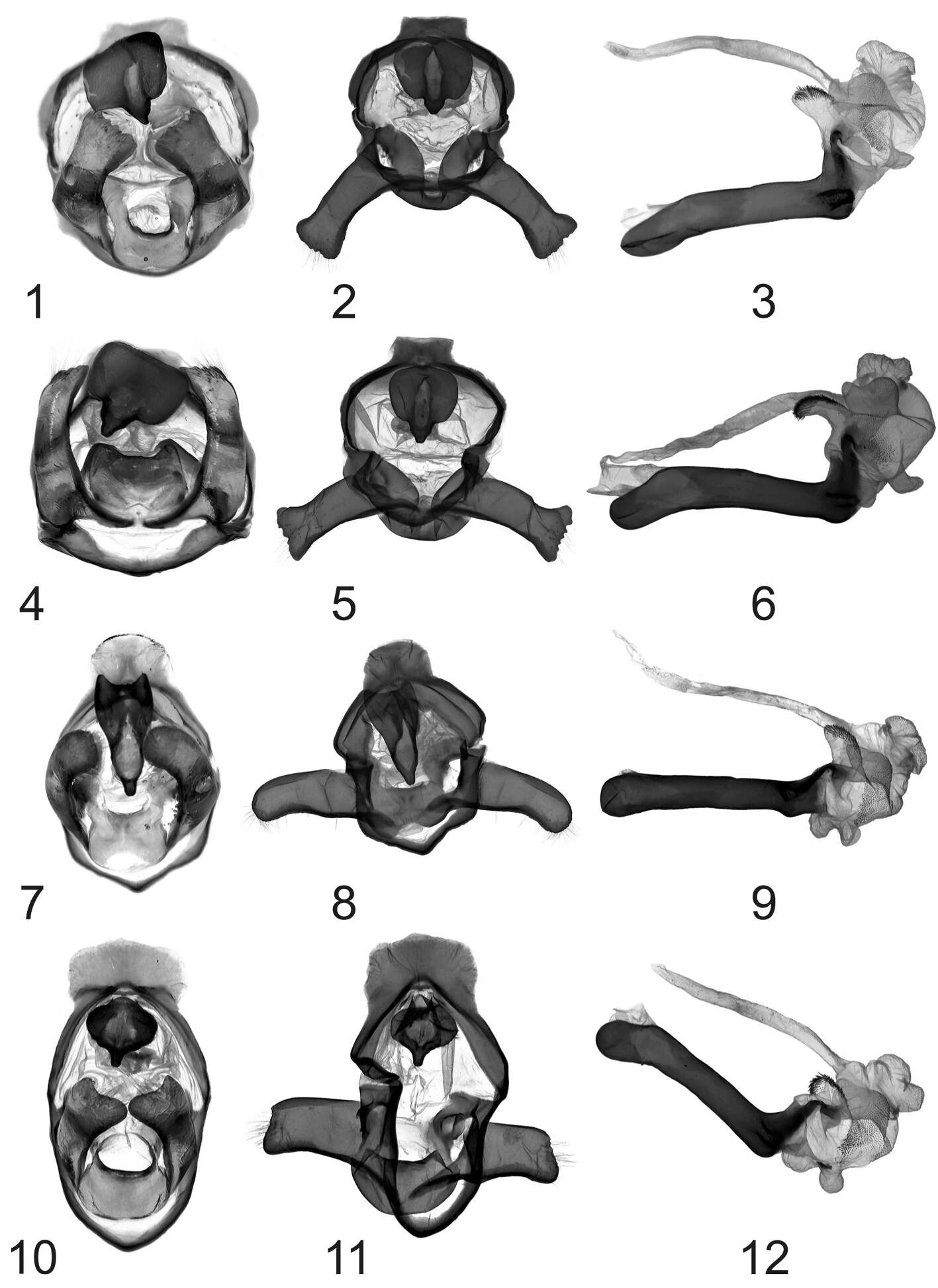 Image of Eospilarctia maciai Saldaitis, Ivinskis, Witt & Pekarsky 2012