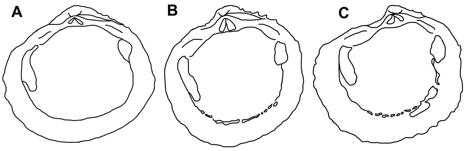 Image of Radiolucina Britton 1972