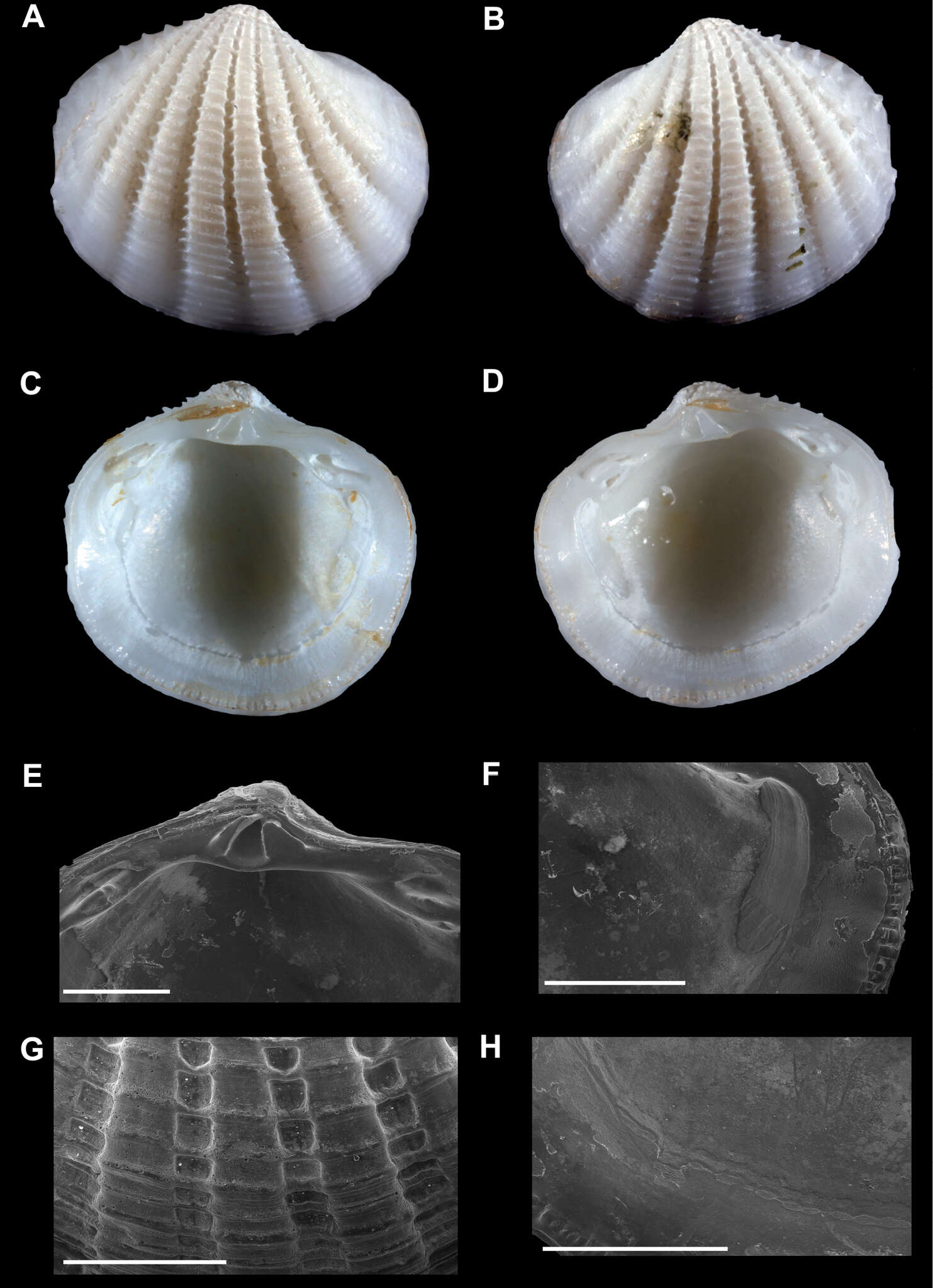 Sivun Radiolucina cancellaris (Philippi 1846) kuva