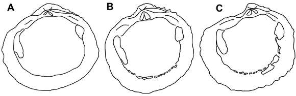 Image of Radiolucina cancellaris (Philippi 1846)