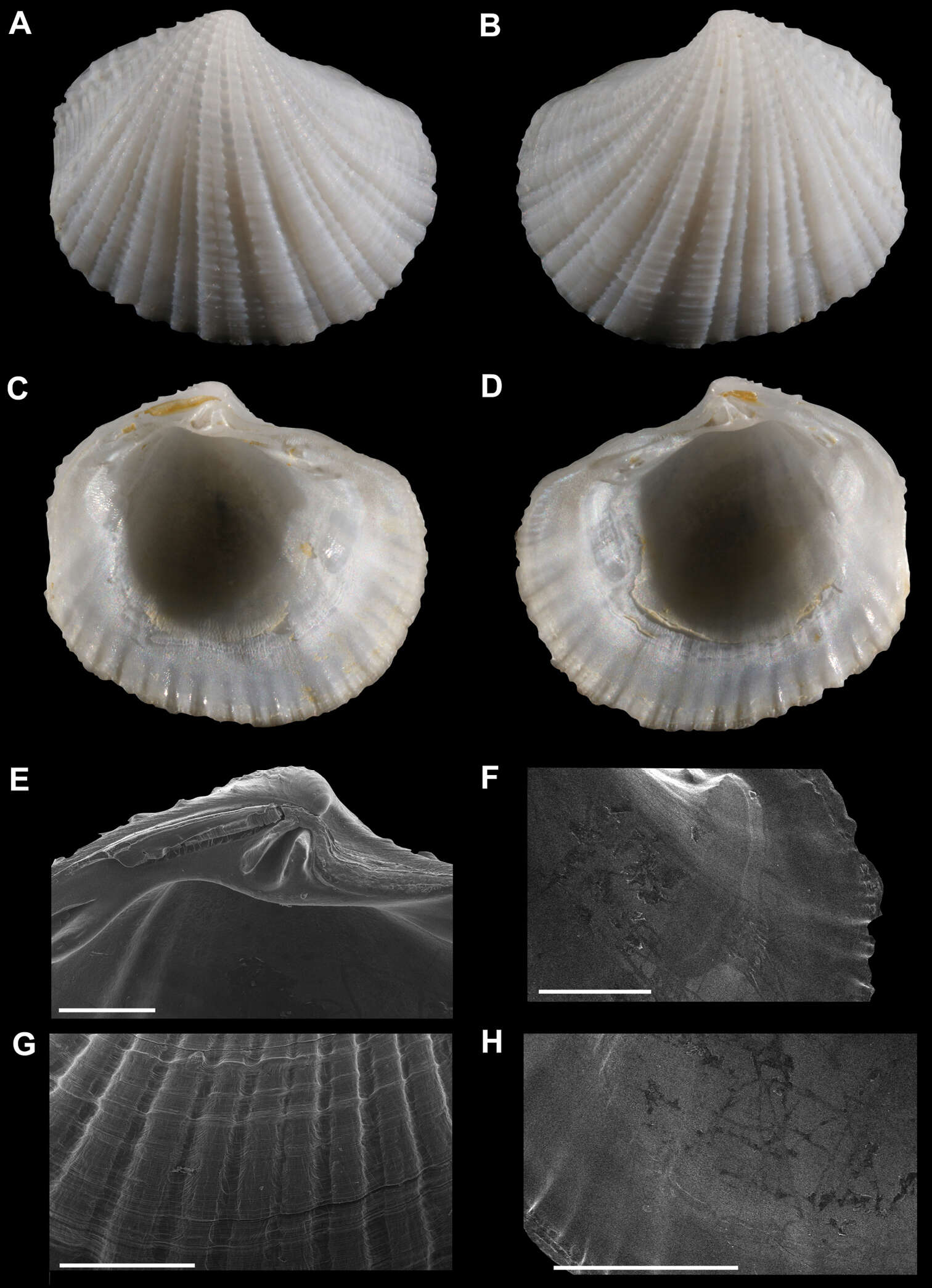 Image of Radiolucina jessicae Garfinkle 2012