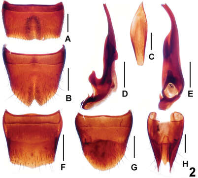 Image of Lathrobium