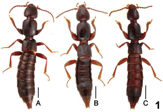 Image of Lathrobium (Lathrobium) hailuogouense Peng, Zhong, Li-Zhen Li & Mei-Jun Zhao 2012