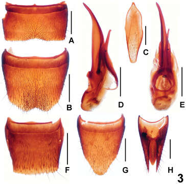 Imagem de Lathrobium (Lathrobium) hailuogouense Peng, Zhong, Li-Zhen Li & Mei-Jun Zhao 2012